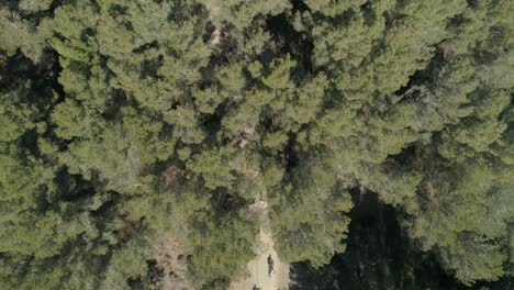 Rotating-aerial-view-of-mountain-bikers-making-their-way-along-a-trail-in-a-lush-forest