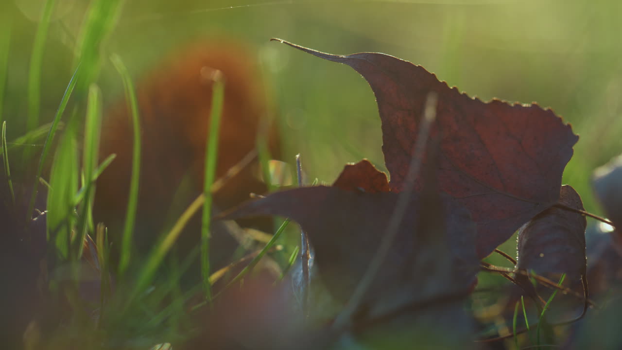 Gros plan sur des feuilles colorées recouvrant l'herbe. Vue paisible de feuillage sec gisant au sol.