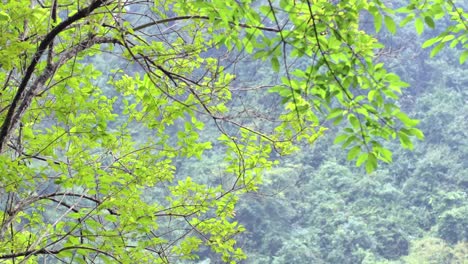 leaves swaying in the wind, serene forest backdrop