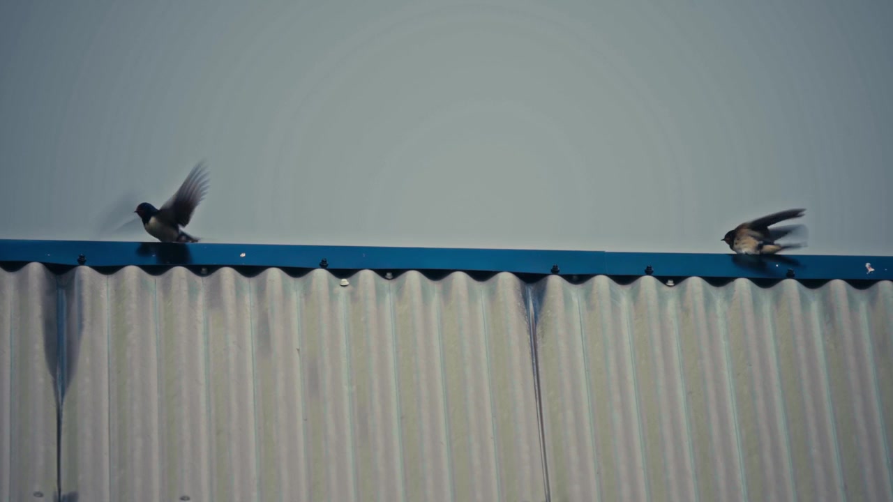 Swallows perch along the edge of a roof, showing the birds resting together against the outdoor surroundings
