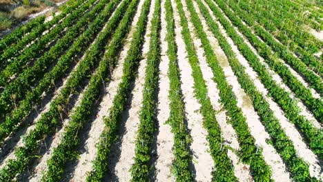 imágenes aéreas de drones de viñedos, hileras de campos de uva verde dorado en koilani, limassol, chipre-4
