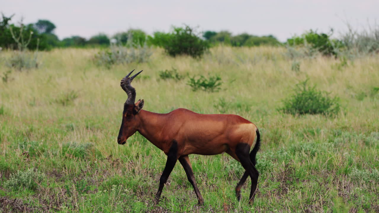magnífico hartebeest rojo caminando en la pradera verde del parque nacional central de kalahari, botswana