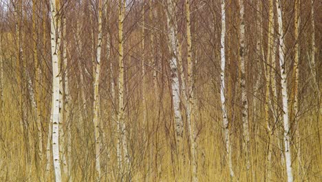 leafless birch trees and dry beige reed steams on the wind, reed plants near the lake liepaja coastline, calm sunny spring day, medium shot