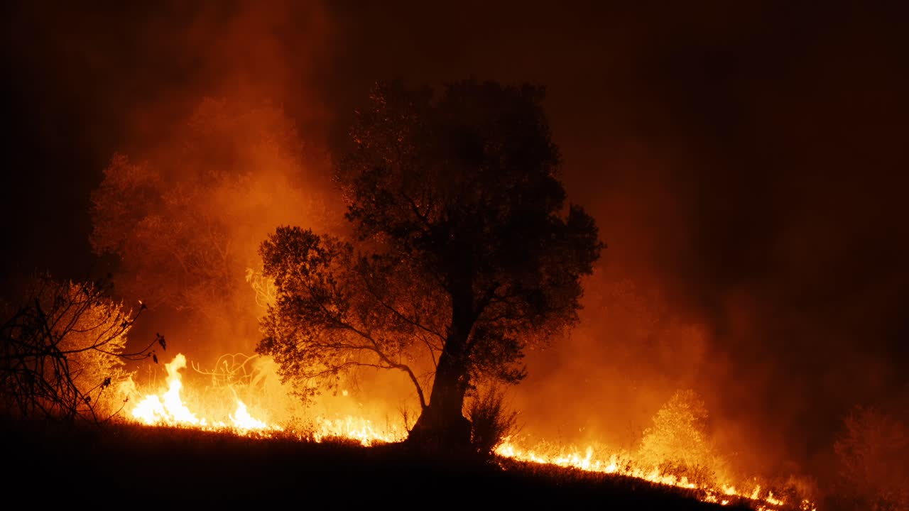 Olive trees burning in summer fire flame