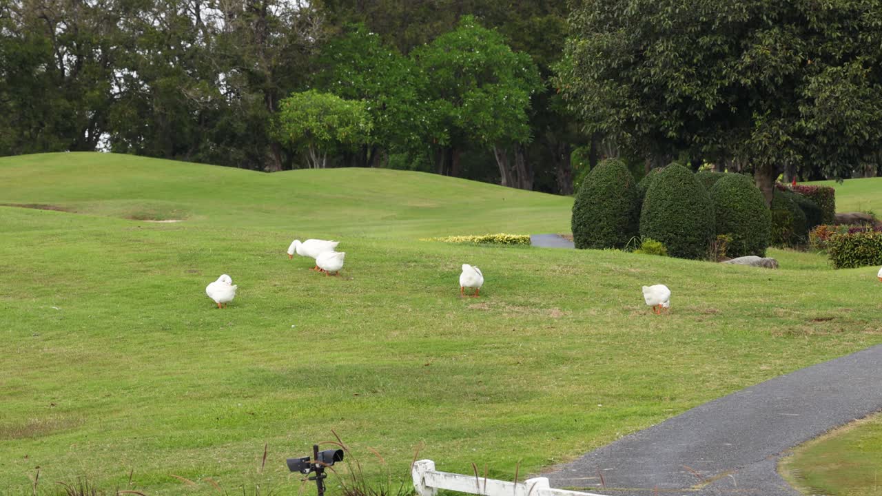 공원에서 휘어지는 길을 가로지르는 거위 무리.