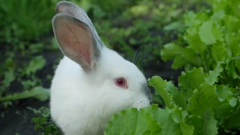a white rabbit eating lettuce