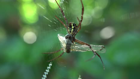 a spider weaves a web and sits on it waiting for prey