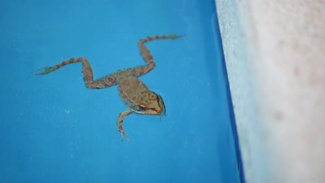 Nahaufnahme-Des-Frosches,-Der-Im-Pool-Schwimmt