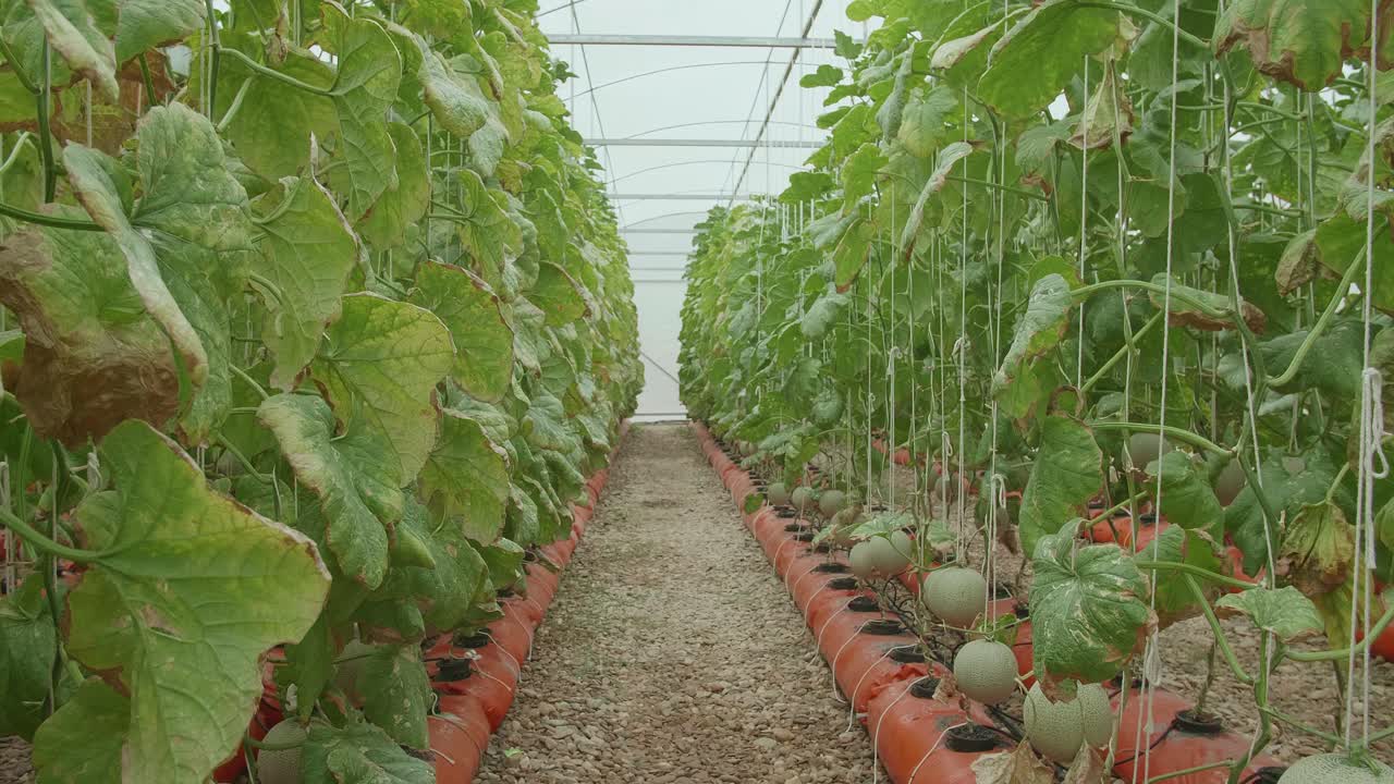 Melon Greenhouse