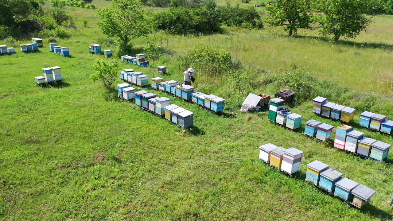 Apiculture in summer. Rows of wooden beehives among green nature. Beekeeper works on the apiary. Beekeeping business. Aerial view.