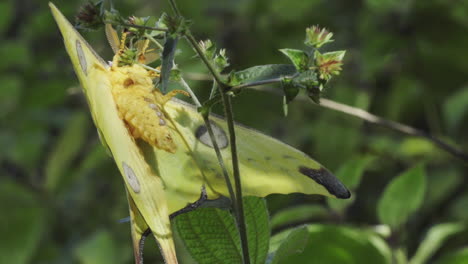 Madagascan-comet-moth-hanging-upside-down-in-a-bush,-medium-shot-showing-all-body-parts-including-belly,-lush-green-in-background