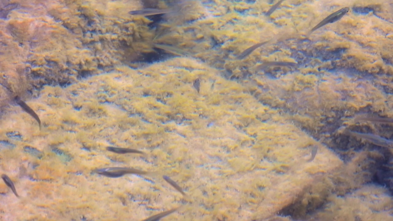 Pesciolini che nuotano in acqua bassa e limpida