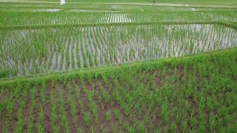 a bird on the rice field