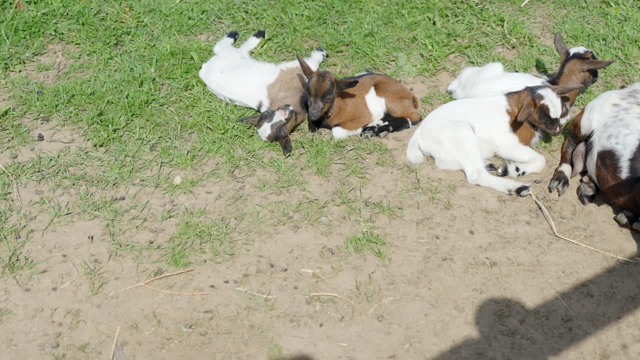 Close-up shot of goats lying calmly on the zoo ground