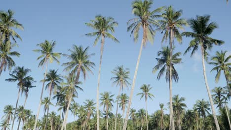 Ultra-slow-motion-shot-of-tall-palm-trees-in-front-of-clear-blue-sky-camera-tilting-down