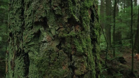 Vancouver-British-Columbia-forest