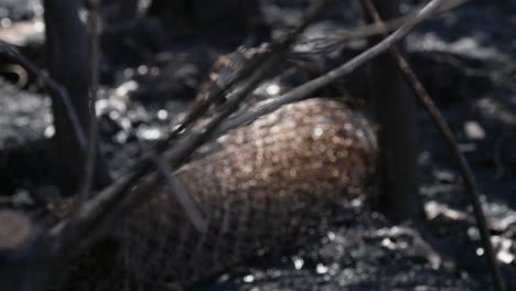 burnt down forest fence after big fire in spain