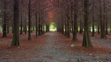 el camino sereno de un bosque de ciprés calvo con agujas de color marrón rojizo que cubren el suelo bajo un dosel natural de ramas desnudas, troncos rodeados de rodillas de ciprés en el suelo del bosque