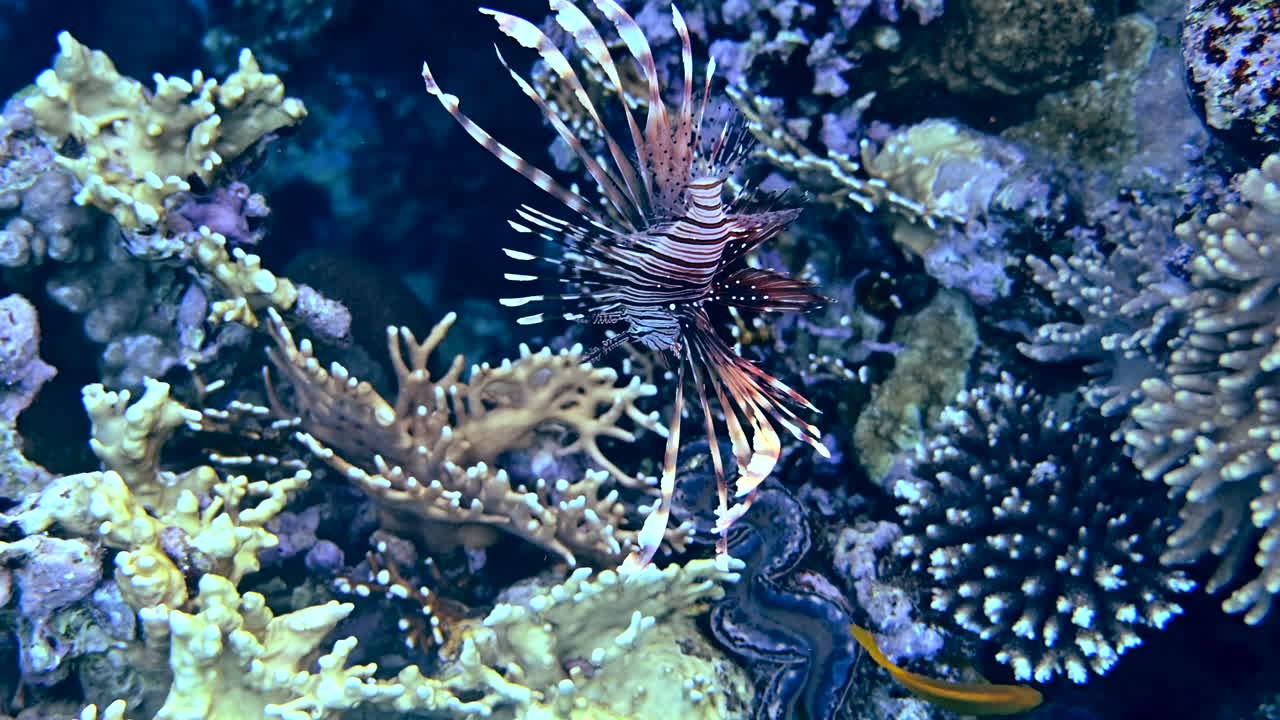 Close up of a Red lionfish swimming near a coral reef