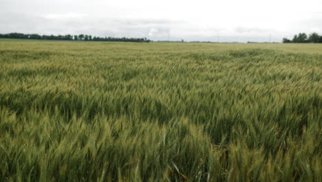 Landscape,-Kansas,-wheat,-field,-farm,-farming,-farmer,-country,-rural,-outdoors,-green,-summer,-grow,-growing,-plant,-planting,-seed,-harvest,-land,-grass,-slow-motion,-blowing