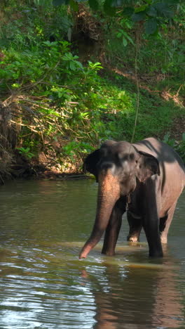 un elefante bañándose en un río