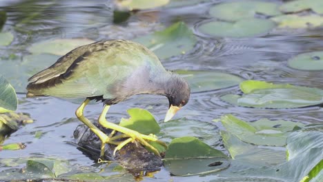 gallinule púrpura colorido recogiendo lirio de agua con pico en cámara lenta