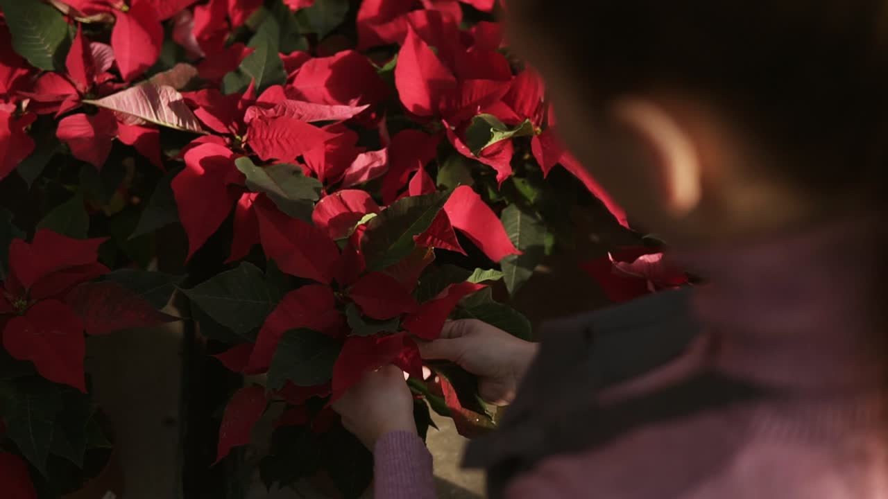 florista femenina irreconocible en delantal examinando y arreglando maceta con poinsettia roja en el estante. mujer joven en el invernadero con flores chequea una olla de poinsettia roja en el estante