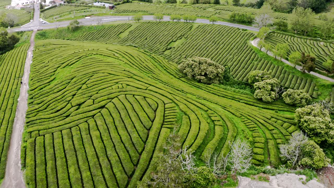 Veduta aerea della piantagione di tè Chá Gorreana con sentieri in ghiaia, Azzorre.