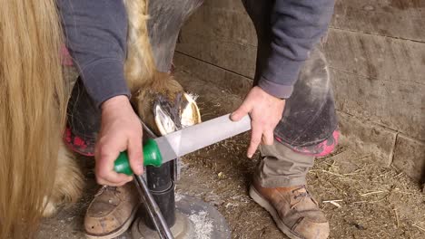 farrier using large file to correct and smoothen horse hoof, close up view