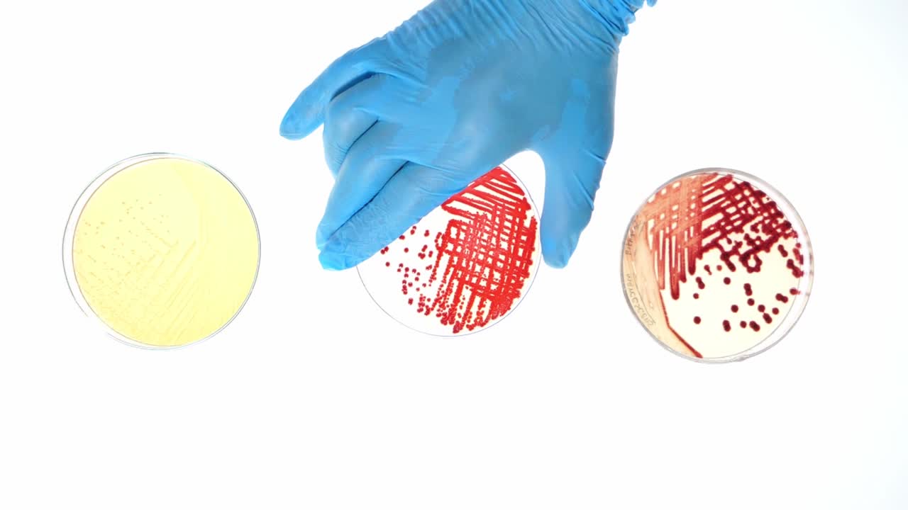 Top view close up scene bacteria in petri dish, scientist hand with glove move plate of sample on white floor, experiment of microbial culture in microbiology science laboratory.