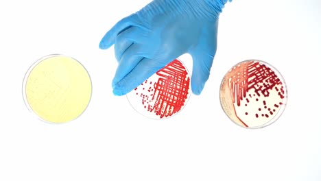 top view close up scene bacteria in petri dish, scientist hand with glove move plate of sample on white floor, experiment of microbial culture in microbiology science laboratory.