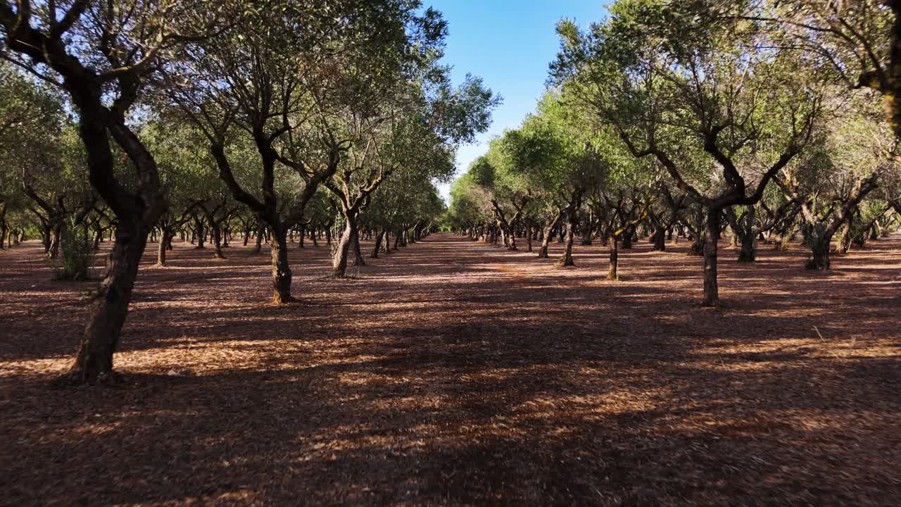 Olive tree plantation, aerial low altitude flying view