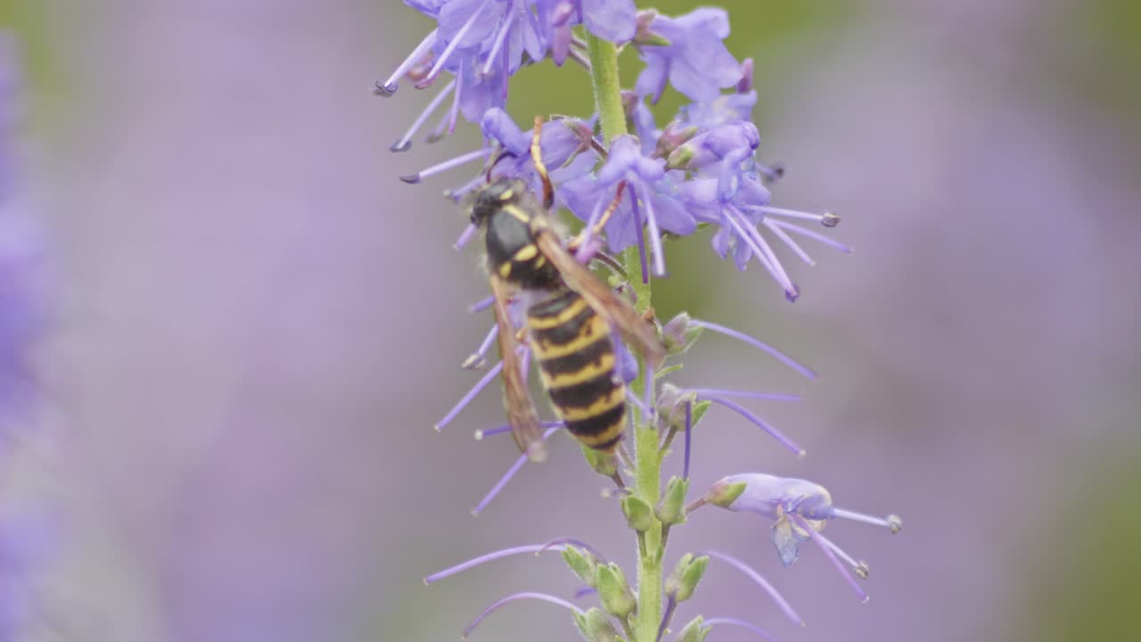 작업자 벌벌레는 보라색 라벤더 꽃에서  ⁇ 을 모으고  ⁇ 벌은 날아갑니다.