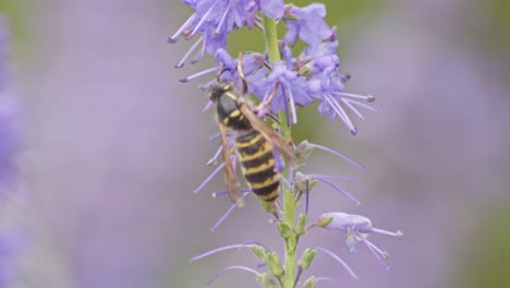 a worker wasp collects nectar from purple lavender flowers while honey bee flies by