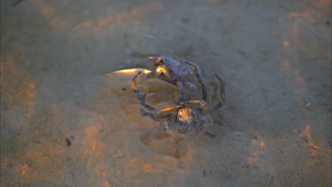 cámara lenta de dos cangrejos de araña de nariz larga que luchan por el cadáver de un cangrejo de herradura en la poca profundidad en una tarde soleada al atardecer