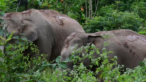 Die-Asiatischen-Elefanten-Sind-Vom-Aussterben-Bedroht-Und-Sie-Sind-Auch-In-Thailand-Beheimatet