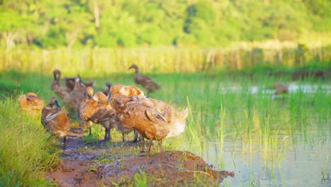 A-flock-of-ducks-is-flapping-their-wings-on-the-pond-side