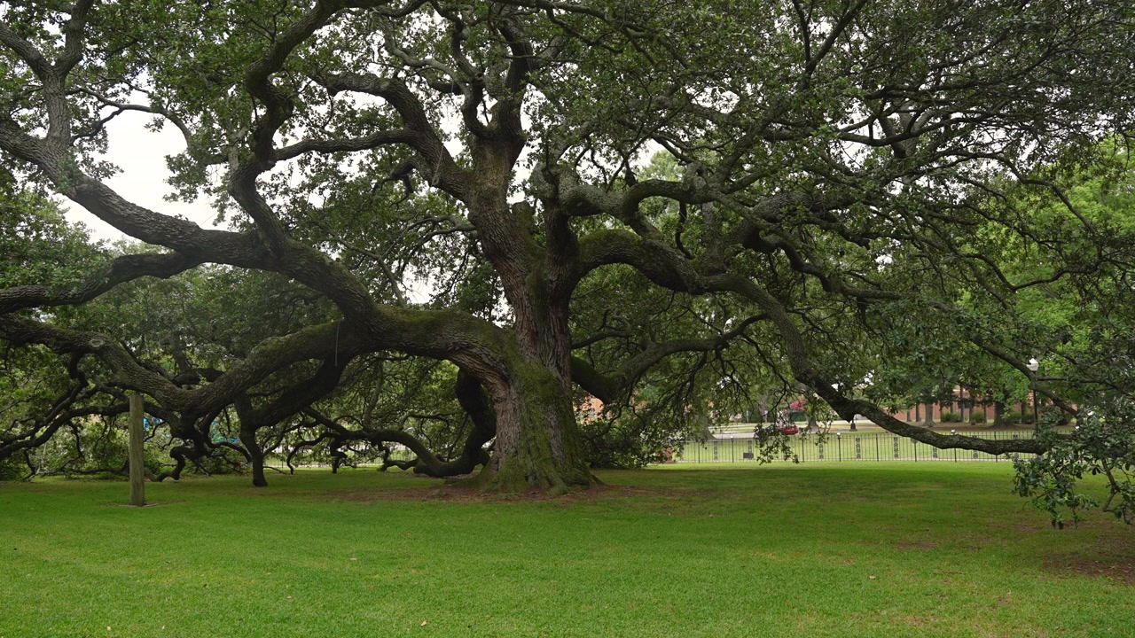 Ampia ripresa 4K della Quercia dell'Emancipazione all'Università di Hampton, una massiccia quercia secolare con rami muschiosi e tentacolari che si estendono bassi fino a terra su un prato verde lussureggiante. Università di Hampton, Virginia.