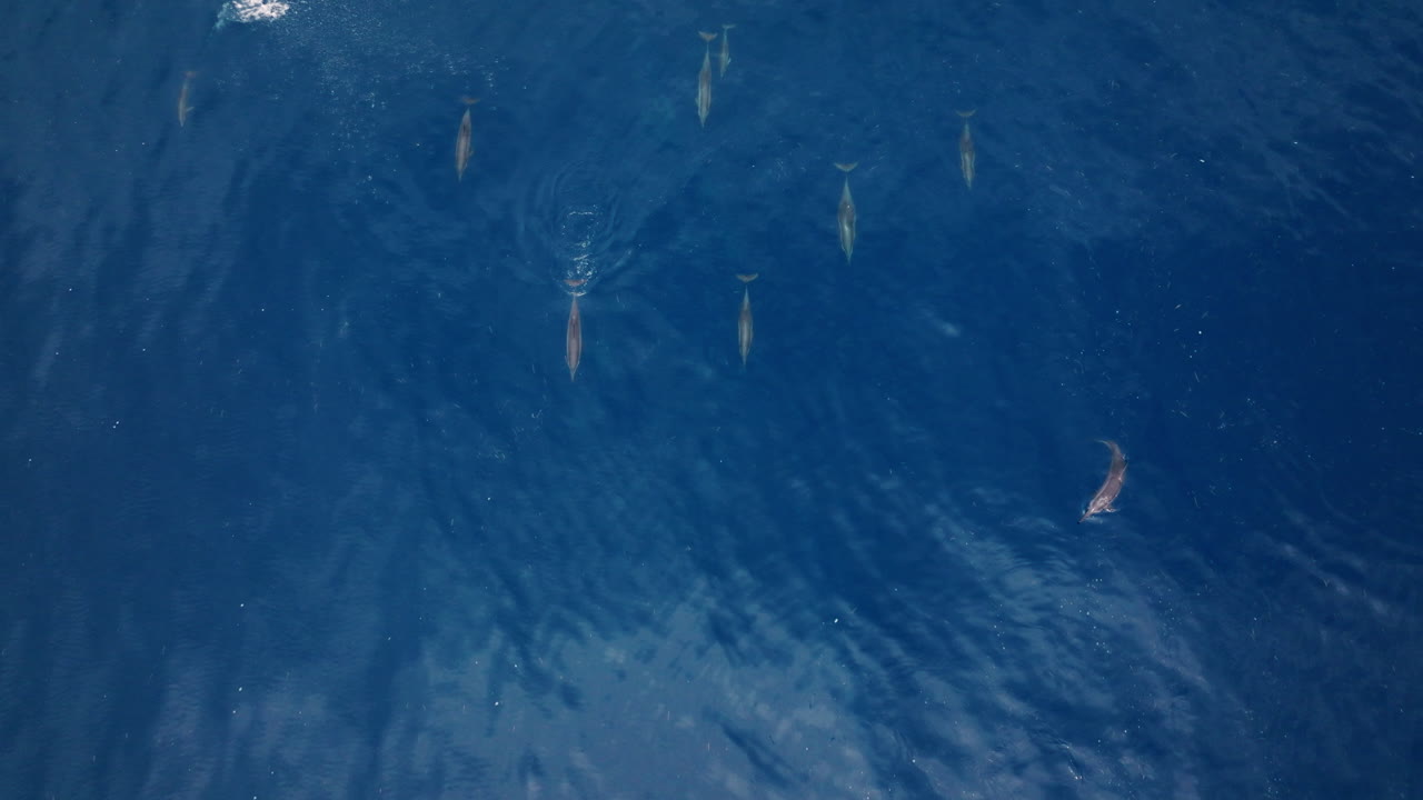 Tilted drone overview of sun rays over ocean surface in Maldives, abstract water patterns with dolphins surfacing and spinning