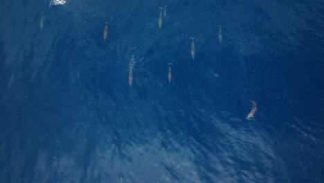 tilted drone overview of sun rays over ocean surface in maldives, abstract water patterns with dolphins surfacing and spinning