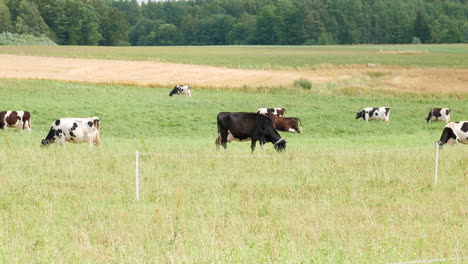 flock of colorful cows grazing on green vibrant meadow, static view