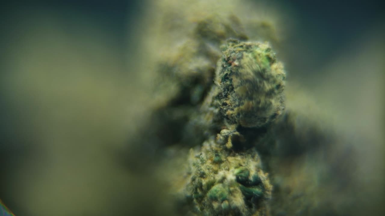 macro rotativo video suave de una planta de cannabis, cepas híbridas, sativa, flor de marihuana, cámara lenta 120 fps, iluminación de estudio, profundidad de campo de ensueño