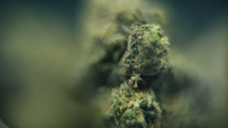 macro rotativo video suave de una planta de cannabis, cepas híbridas, sativa, flor de marihuana, cámara lenta 120 fps, iluminación de estudio, profundidad de campo de ensueño