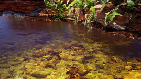 Tropischer-Goldener-Teich-Mit-Felsen-Und-Grünen-Pflanzen