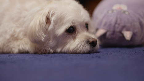 Süßer-Bichon-Hund-Liegt-Auf-Dem-Blauen-Teppich