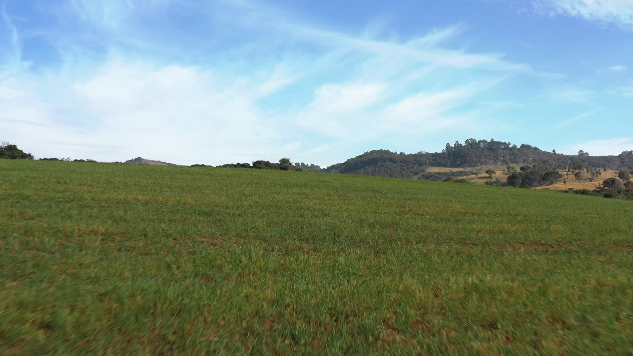 disparo dinámico de drones bajos cerca de campos verdes de campo con ganado en el fondo