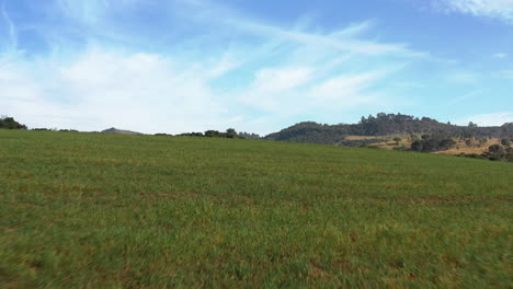 low drone dynamic shot near countryside green farm fields with cattle on the background