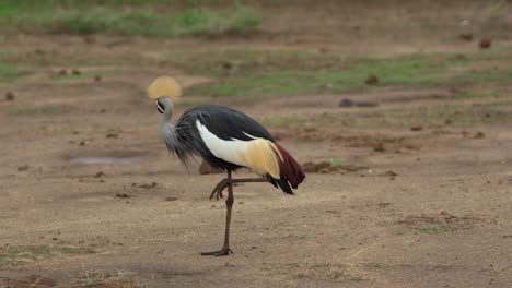 a grey crowned crane stands on one leg and grooms