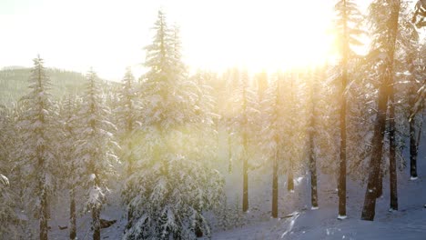 sun beams through trees