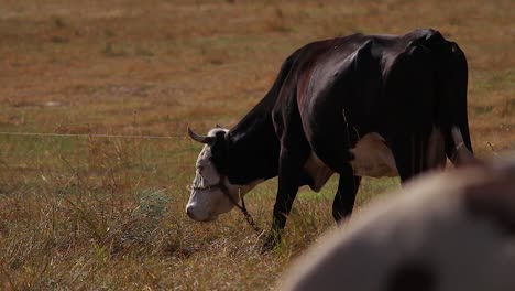 a cow eating grass in an open range